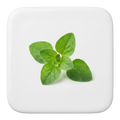 Oregano